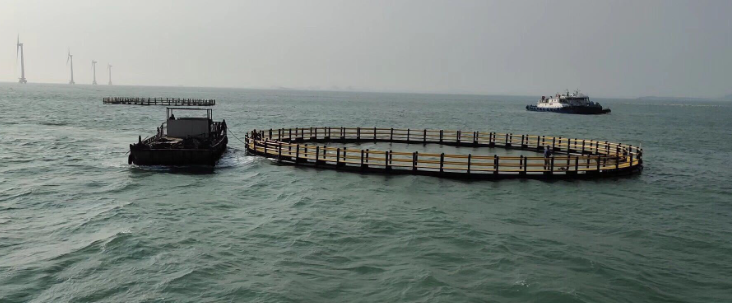Fish Cage